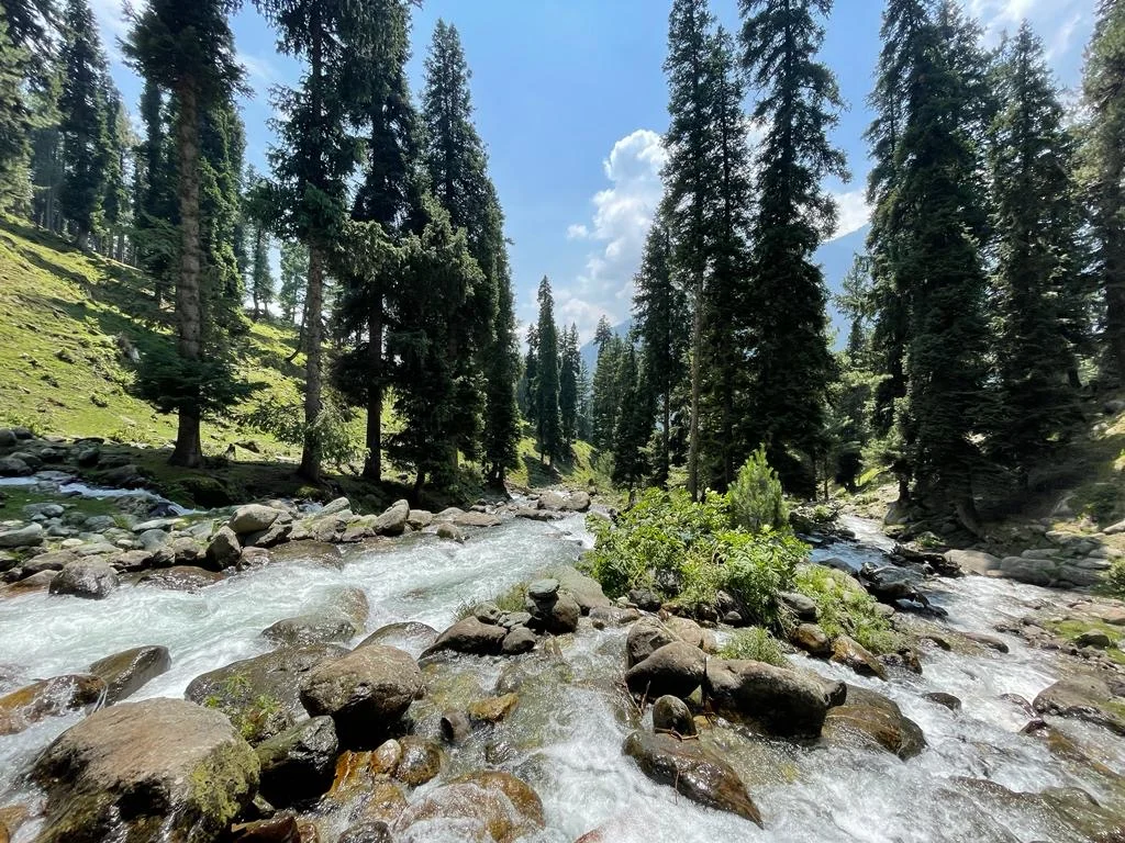 Kashmir_Ponytail 6